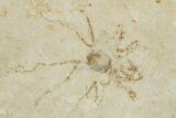 Detailed Fossil Dragonfly w/ Floating Crinoids - Solnhofen #334673-2